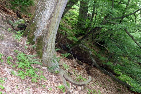 Březník, Lamberk, 29.6.2012
Suťový les v údolí Oslavy východně od Lamberka. 
Schlüsselwörter: PR Údolí Oslavy Chvojnice Březník Lamberk východ