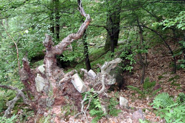 Březník, Lamberk, 29.6.2012
Suťový les v údolí Oslavy východně od Lamberka. 
Schlüsselwörter: PR Údolí Oslavy Chvojnice Březník Lamberk východ Aulonothroscus laticollis