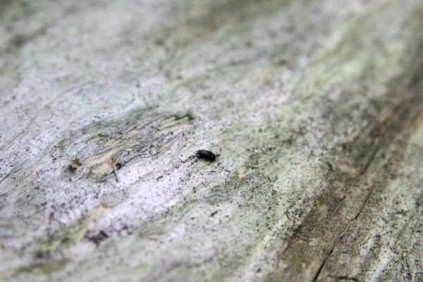 Březník, Lamberk, 29.6.2012
Suťový les v údolí Oslavy východně od Lamberka. Samička Aulonothroscus laticollis na bezkorém kmenu borovice.
Klíčová slova: PR Údolí Oslavy Chvojnice Březník Lamberk východ Aulonothroscus laticollis