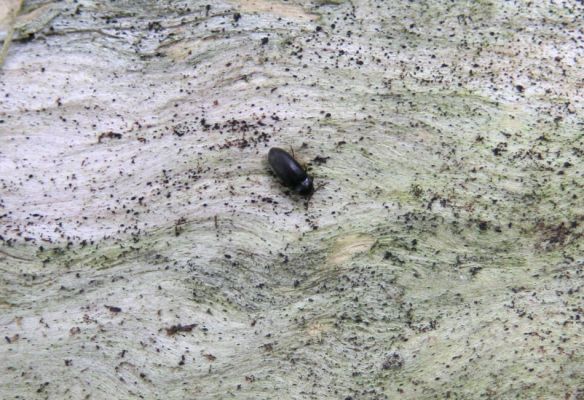 Březník, Lamberk, 29.6.2012
Suťový les v údolí Oslavy východně od Lamberka. Samička Aulonothroscus laticollis na bezkorém kmenu borovice.
Klíčová slova: PR Údolí Oslavy Chvojnice Březník Lamberk východ Aulonothroscus laticollis