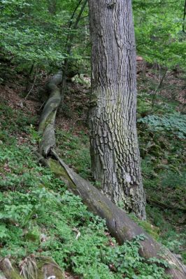 Březník, Lamberk, 29.6.2012
Suťový les v údolí Oslavy východně od Lamberka. Bezkorý kmen borovice - místo nálezu samic Aulonothroscus laticollis.
Keywords: PR Údolí Oslavy Chvojnice Březník Lamberk východ Aulonothroscus laticollis