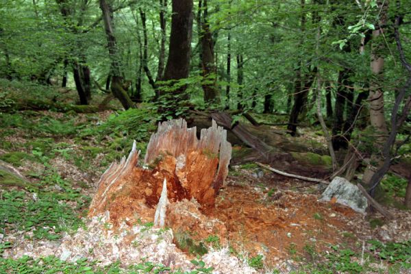 Březník, Lamberk, 29.6.2012
Suťový les v údolí Oslavy východně od Lamberka. 
Mots-clés: PR Údolí Oslavy Chvojnice Březník Lamberk východ Aulonothroscus laticollis