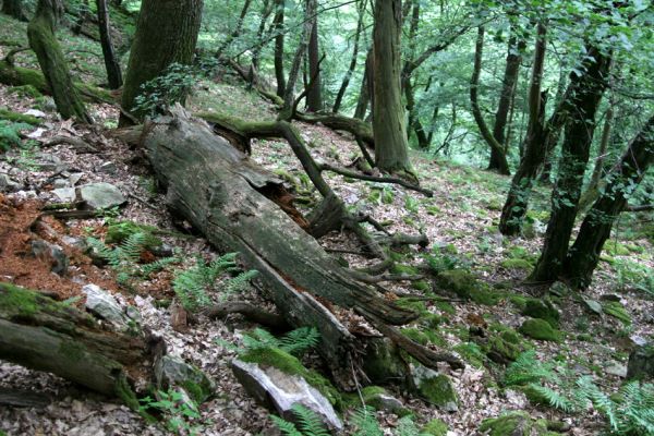 Březník, Lamberk, 29.6.2012
Suťový les v údolí Oslavy východně od Lamberka. 
Schlüsselwörter: PR Údolí Oslavy Chvojnice Březník Lamberk východ Aulonothroscus laticollis