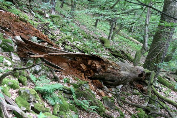 Březník, Lamberk, 29.6.2012
Suťový les v údolí Oslavy východně od Lamberka. 
Klíčová slova: PR Údolí Oslavy Chvojnice Březník Lamberk východ Aulonothroscus laticollis