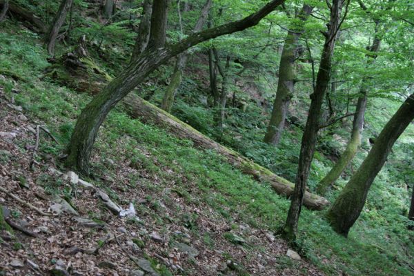 Březník, Lamberk, 29.6.2012
Suťový les v údolí Oslavy východně od Lamberka. 
Klíčová slova: PR Údolí Oslavy Chvojnice Březník Lamberk východ Aulonothroscus laticollis