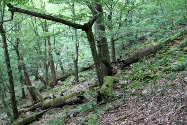 Březník, Lamberk, 29.6.2012
Suťový les v údolí Oslavy východně od Lamberka. 
Schlüsselwörter: PR Údolí Oslavy Chvojnice Březník Lamberk východ Aulonothroscus laticollis