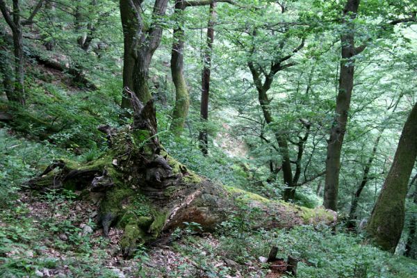 Březník, Lamberk, 29.6.2012
Suťový les v údolí Oslavy východně od Lamberka. 
Klíčová slova: PR Údolí Oslavy Chvojnice Březník Lamberk východ Aulonothroscus laticollis