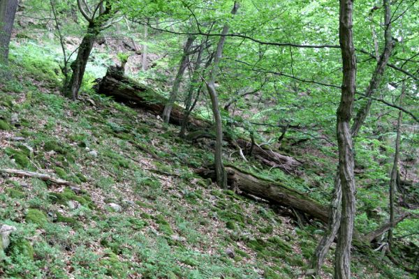 Březník, Lamberk, 29.6.2012
Suťový les v údolí Oslavy východně od Lamberka. 
Klíčová slova: PR Údolí Oslavy Chvojnice Březník Lamberk východ Aulonothroscus laticollis Sericus subaeneus
