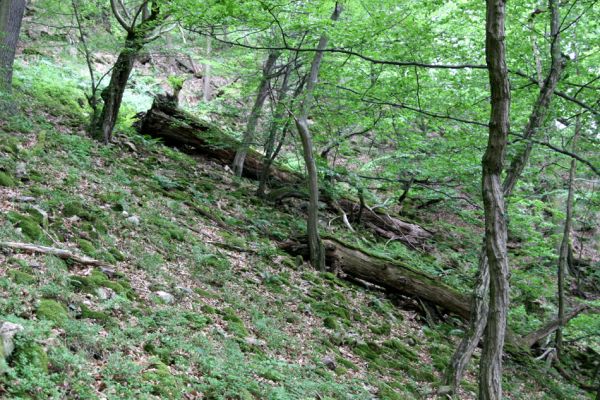 Březník, Lamberk, 29.6.2012
Suťový les v údolí Oslavy východně od Lamberka. 
Klíčová slova: PR Údolí Oslavy Chvojnice Březník Lamberk východ Aulonothroscus laticollis