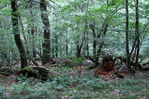 Březník, Lamberk, 29.6.2012
Suťový les v údolí Oslavy východně od Lamberka. 
Klíčová slova: PR Údolí Oslavy Chvojnice Březník Lamberk východ Aulonothroscus laticollis