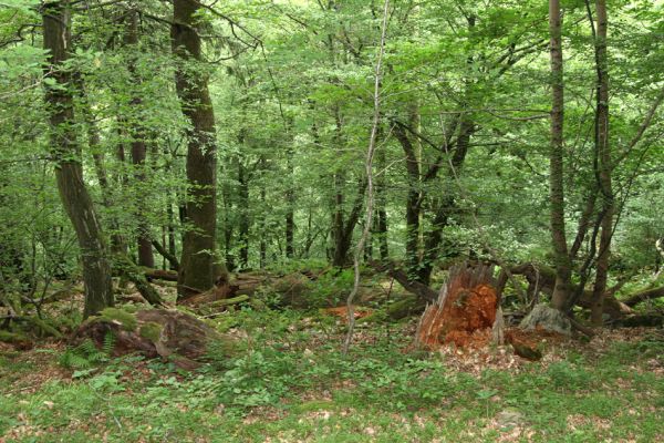 Březník, Lamberk, 29.6.2012
Suťový les v údolí Oslavy východně od Lamberka. 
Schlüsselwörter: PR Údolí Oslavy Chvojnice Březník Lamberk východ Aulonothroscus laticollis