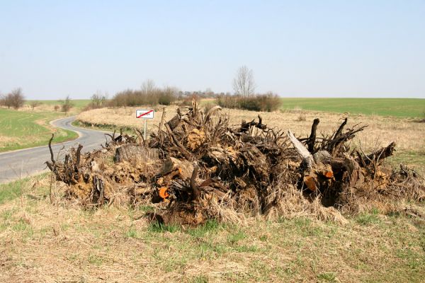 Březník, 3.4.2011
Likvidace ovocného sadu.
Klíčová slova: Březník