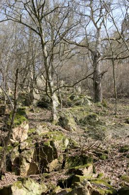 Březník, 3.4.2011
Dlouhá Oslava, Pod Vlčím Kopcem. Suťový les.
Klíčová slova: PR Údolí Oslavy Chvojnice Dlouhá Oslava Pod Vlčím Kopcem Aesalus scarabaeoides Gnorimus variabilis Ampedus praeustus