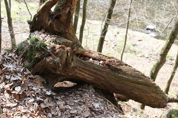 Březník, 3.4.2011
Dlouhá Oslava, Pod Vlčím Kopcem. Trouchnivý kmen dubu - biotop Aesalus scarabaeoides, Gnorimus variabilis a Ampedus praeustus.
Schlüsselwörter: PR Údolí Oslavy Chvojnice Dlouhá Oslava Pod Vlčím Kopcem Aesalus scarabaeoides Gnorimus variabilis Ampedus praeustus