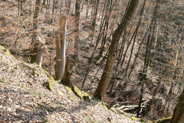 Březník, 3.4.2011
Dlouhá Oslava, Pod Vlčím Kopcem. Suťový les.
Klíčová slova: PR Údolí Oslavy Chvojnice Dlouhá Oslava Pod Vlčím Kopcem