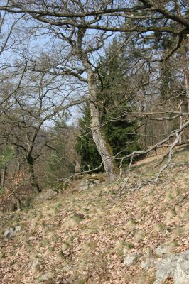 Březník, 3.4.2011
Dlouhá Oslava, Pod Vlčím Kopcem. Suťový les.
Klíčová slova: PR Údolí Oslavy Chvojnice Dlouhá Oslava Pod Vlčím Kopcem