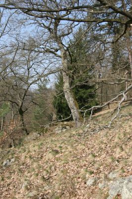 Březník, 3.4.2011
Dlouhá Oslava, Pod Vlčím Kopcem. Suťový les.
Klíčová slova: PR Údolí Oslavy Chvojnice Dlouhá Oslava Pod Vlčím Kopcem