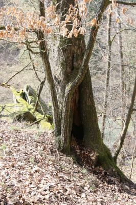 Březník, 3.4.2011
Dlouhá Oslava, Pod Vlčím Kopcem. Dutý dub - biotop kovaříka Elater ferrugineus.
Klíčová slova: PR Údolí Oslavy Chvojnice Dlouhá Oslava Pod Vlčím Kopcem Elater ferrugineus