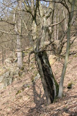 Březník, 3.4.2011
Dlouhá Oslava, Pod Vlčím Kopcem. Suťový les.
Klíčová slova: PR Údolí Oslavy Chvojnice Dlouhá Oslava Pod Vlčím Kopcem