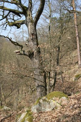 Březník, 3.4.2011
Dlouhá Oslava, Pod Vlčím Kopcem. Suťový les.
Klíčová slova: PR Údolí Oslavy Chvojnice Dlouhá Oslava Pod Vlčím Kopcem