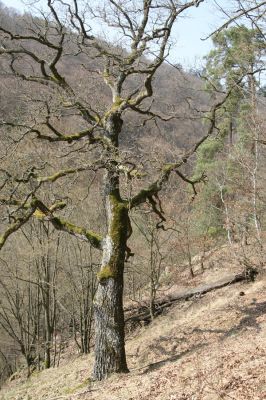 Březník, 3.4.2011
Dlouhá Oslava, Pod Vlčím Kopcem. Zarůstající skalnatá step.
Klíčová slova: PR Údolí Oslavy Chvojnice Dlouhá Oslava Pod Vlčím Kopcem