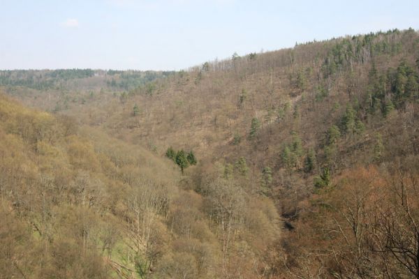 Březník, Lamberk, 3.4.2011
Údolí Oslavy u Lamberka. Pohled z vyhlídky Pod Pastýřkou na sever na suťové lesy.
Klíčová slova: PR Údolí Oslavy Chvojnice Březník Lamberk