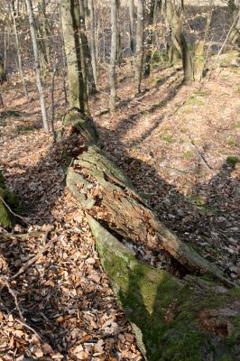 Březník, Lamberk, 3.4.2011
Suťový les v údolí Oslavy jižně od Lamberka. 
Klíčová slova: PR Údolí Oslavy Chvojnice Březník Lamberk jih Gnorimus variabilis Ampedus praeustus