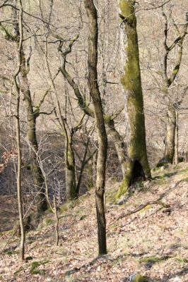 Březník, Lamberk, 3.4.2011
Suťový les v údolí Oslavy jižně od Lamberka. 
Klíčová slova: PR Údolí Oslavy Chvojnice Březník Lamberk jih Ischnodes sanguinicollis
