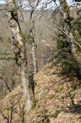 Březník, Lamberk, 3.4.2011
Suťový les v údolí Oslavy jižně od Lamberka. 
Mots-clés: PR Údolí Oslavy Chvojnice Březník Lamberk jih