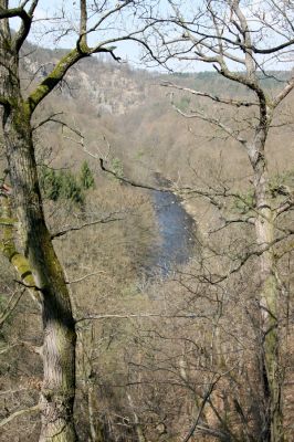 Březník, Lamberk, 3.4.2011
Suťový les v údolí Oslavy jižně od Lamberka. 
Mots-clés: PR Údolí Oslavy Chvojnice Březník Lamberk jih