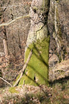 Březník, Lamberk, 3.4.2011
Suťový les v údolí Oslavy jižně od Lamberka. 
Schlüsselwörter: PR Údolí Oslavy Chvojnice Březník Lamberk jih