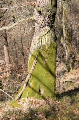 Březník, Lamberk, 3.4.2011
Suťový les v údolí Oslavy jižně od Lamberka. 
Klíčová slova: PR Údolí Oslavy Chvojnice Březník Lamberk jih