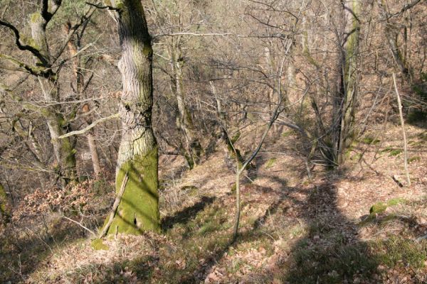 Březník, Lamberk, 3.4.2011
Suťový les v údolí Oslavy jižně od Lamberka. 
Klíčová slova: PR Údolí Oslavy Chvojnice Březník Lamberk jih