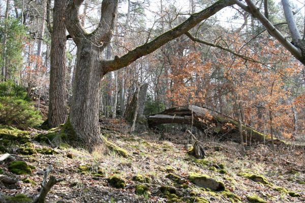 Březník, Lamberk, 3.4.2011
Suťový les v údolí Oslavy jižně od Lamberka. 
Klíčová slova: PR Údolí Oslavy Chvojnice Březník Lamberk jih Aulonothroscus laticollis