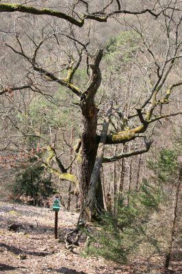 Březník, Lamberk, 3.4.2011
Suťový les v údolí Oslavy jižně od Lamberka. 
Klíčová slova: PR Údolí Oslavy Chvojnice Březník Lamberk jih Aulonothroscus laticollis