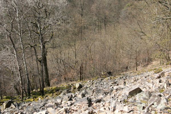 Březník, Lamberk, 3.4.2011
Suťový les v údolí Oslavy jižně od Lamberka. 
Mots-clés: PR Údolí Oslavy Chvojnice Březník Lamberk jih