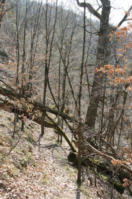 Březník, Lamberk, 3.4.2011
Suťový les v údolí Oslavy jižně od Lamberka. 
Klíčová slova: PR Údolí Oslavy Chvojnice Březník Lamberk jih
