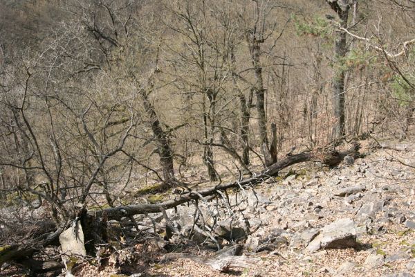 Březník, Lamberk, 3.4.2011
Suťový les v údolí Oslavy jižně od Lamberka. 
Mots-clés: PR Údolí Oslavy Chvojnice Březník Lamberk jih