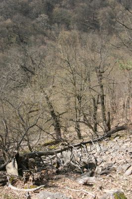 Březník, Lamberk, 3.4.2011
Suťový les v údolí Oslavy jižně od Lamberka. 
Klíčová slova: PR Údolí Oslavy Chvojnice Březník Lamberk jih