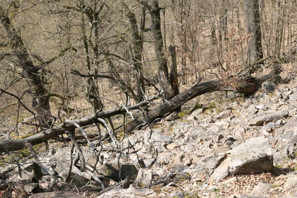Březník, Lamberk, 3.4.2011
Suťový les v údolí Oslavy jižně od Lamberka. 
Klíčová slova: PR Údolí Oslavy Chvojnice Březník Lamberk jih Sericus subaeneus