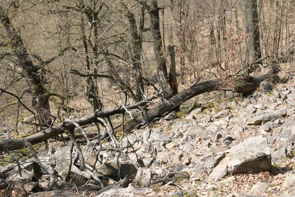 Březník, Lamberk, 3.4.2011
Suťový les v údolí Oslavy jižně od Lamberka. 
Klíčová slova: PR Údolí Oslavy Chvojnice Březník Lamberk jih