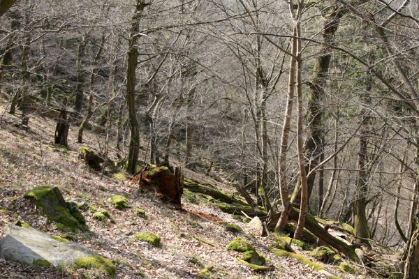 Březník, Lamberk, 3.4.2011
Suťový les v údolí Oslavy východně od Lamberka. 
Schlüsselwörter: PR Údolí Oslavy Chvojnice Březník Lamberk východ Aulonothroscus laticollis