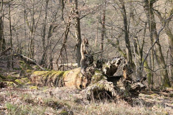 Březník, Lamberk, 3.4.2011
Suťový les v údolí Oslavy východně od Lamberka. 
Klíčová slova: PR Údolí Oslavy Chvojnice Březník Lamberk východ Aulonothroscus laticollis