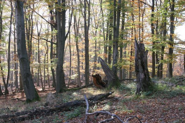 Malá Lehota, 26.10.2013
Skýcovská vrchovina, bukový les na jihozápadním svahu vrchu Kamenné vráta.



Klíčová slova: Malá Lehota Brezov Štál Skýcovská vrchovina vrch Kamenné vráta Crepidophorus mutilatus