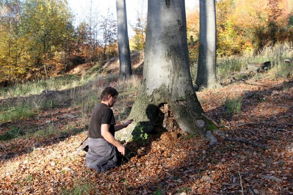 Malá Lehota, 26.10.2013
Skýcovská vrchovina, vrch Kamenné vráta. Trouch u paty kmene buku s larvou Crepidophorus mutilatus. 


Klíčová slova: Malá Lehota Brezov Štál Skýcovská vrchovina vrch Kamenné vráta Crepidophorus mutilatus Dušánek