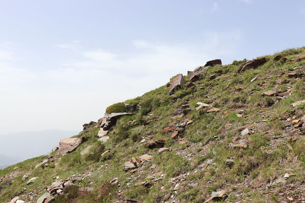 Bressanone-Afers, 21.6.2023
Mt. Plose - biotop kovaříků Anostirus reissi.
Klíčová slova: Trentino-Alto Adige Bressanone-Afers Mt. Plose Anostirus reissi