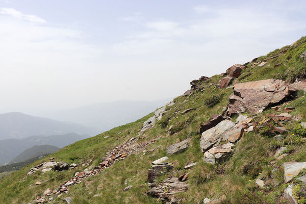 Bressanone-Afers, 21.6.2023
Mt. Plose - biotop kovaříků Anostirus reissi.
Klíčová slova: Trentino-Alto Adige Bressanone-Afers Mt. Plose Anostirus reissi