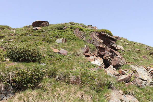 Bressanone-Afers, 21.6.2023
Mt. Plose - biotop kovaříků Anostirus reissi.
Klíčová slova: Trentino-Alto Adige Bressanone-Afers Mt. Plose Anostirus reissi