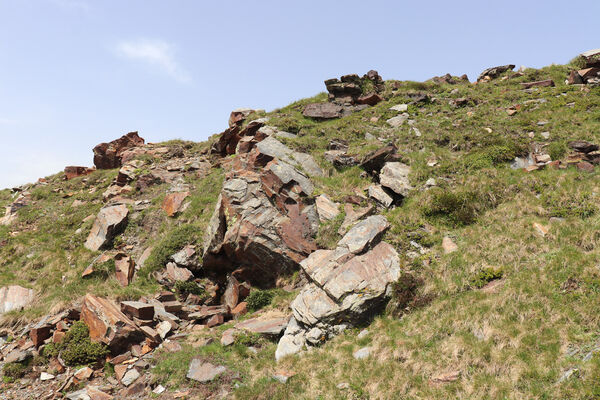 Bressanone-Afers, 21.6.2023
Mt. Plose - biotop kovaříků Anostirus reissi.
Schlüsselwörter: Trentino-Alto Adige Bressanone-Afers Mt. Plose Anostirus reissi