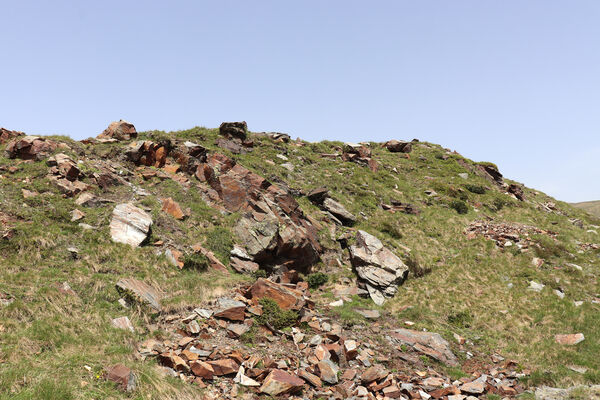 Bressanone-Afers, 21.6.2023
Mt. Plose - biotop kovaříků Anostirus reissi.
Klíčová slova: Trentino-Alto Adige Bressanone-Afers Mt. Plose Anostirus reissi